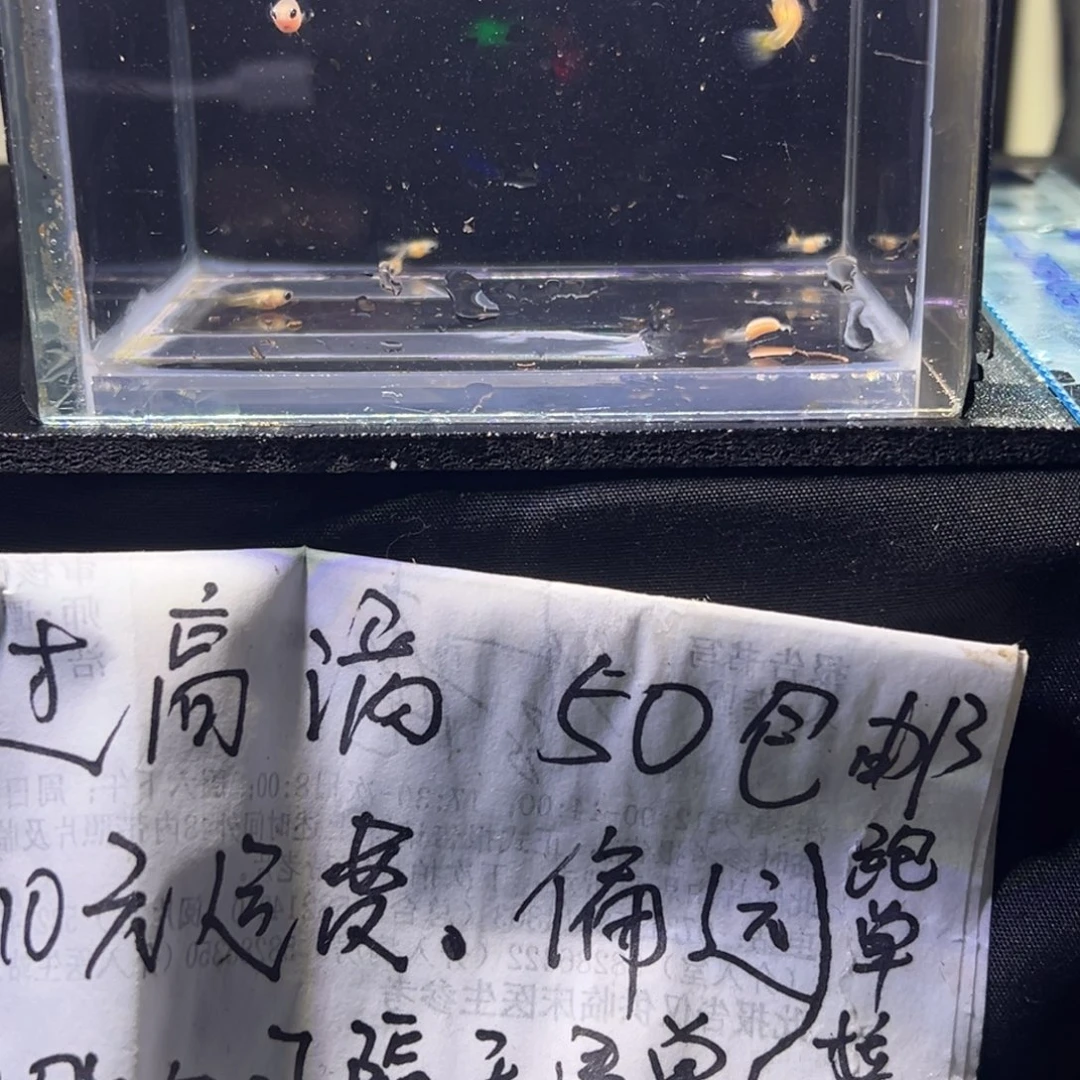 孔雀鱼玻璃猫孔雀鱼5