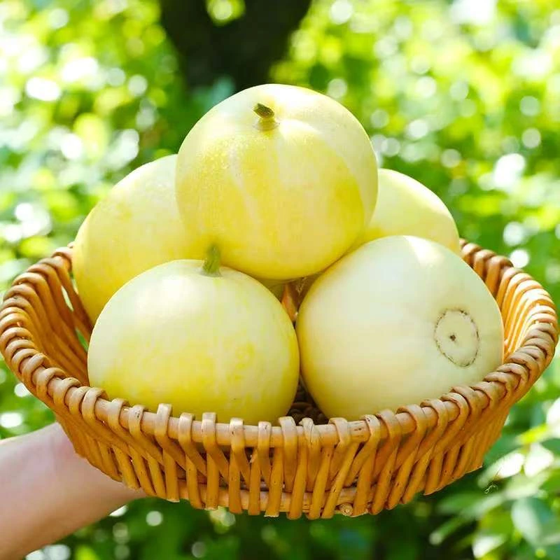 山东头茬小蜜蜂甜瓜皮薄脆甜香甜多汁自然成熟新鲜春季水果