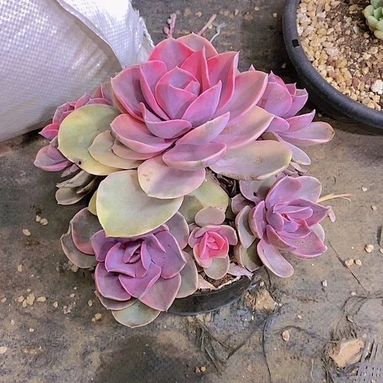 の****ゲ彩虹锦多肉植物群