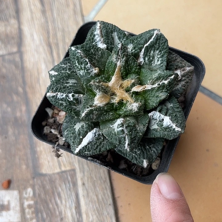 牡丹大单头一物一拍
