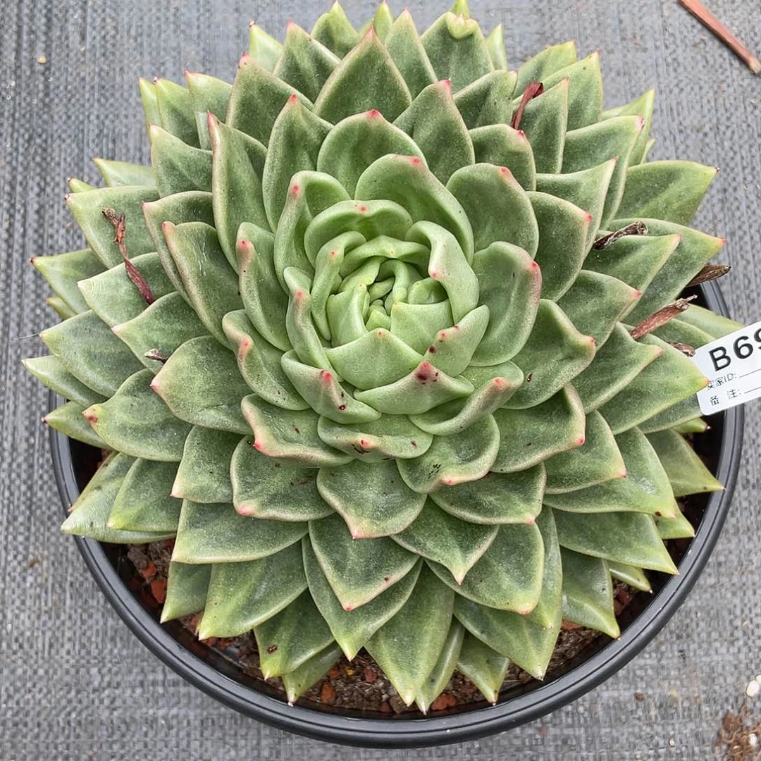 若如东云单拍B699