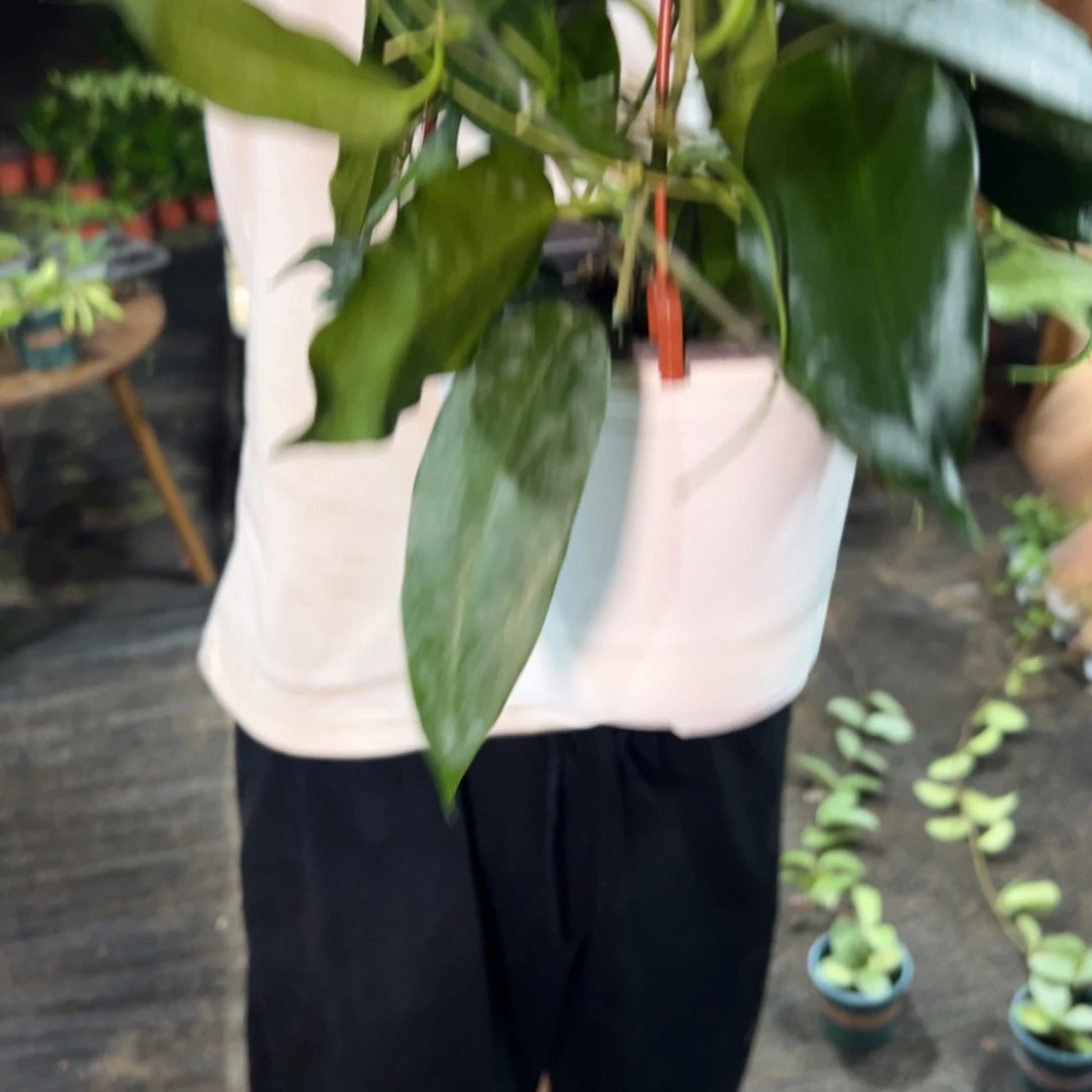 *****无花朵粉铃铛球兰中苗