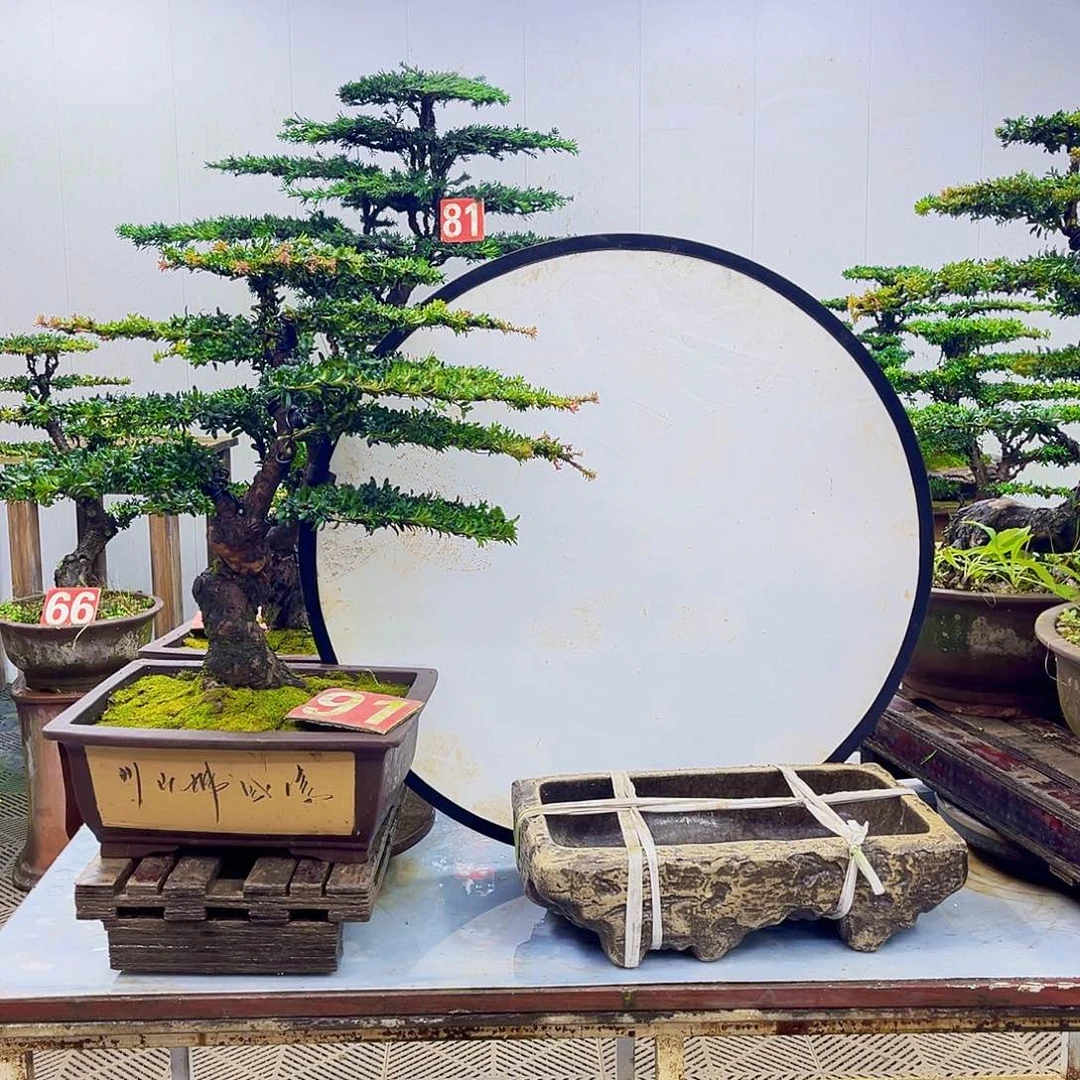 无花朵罗汉松盆景艺术