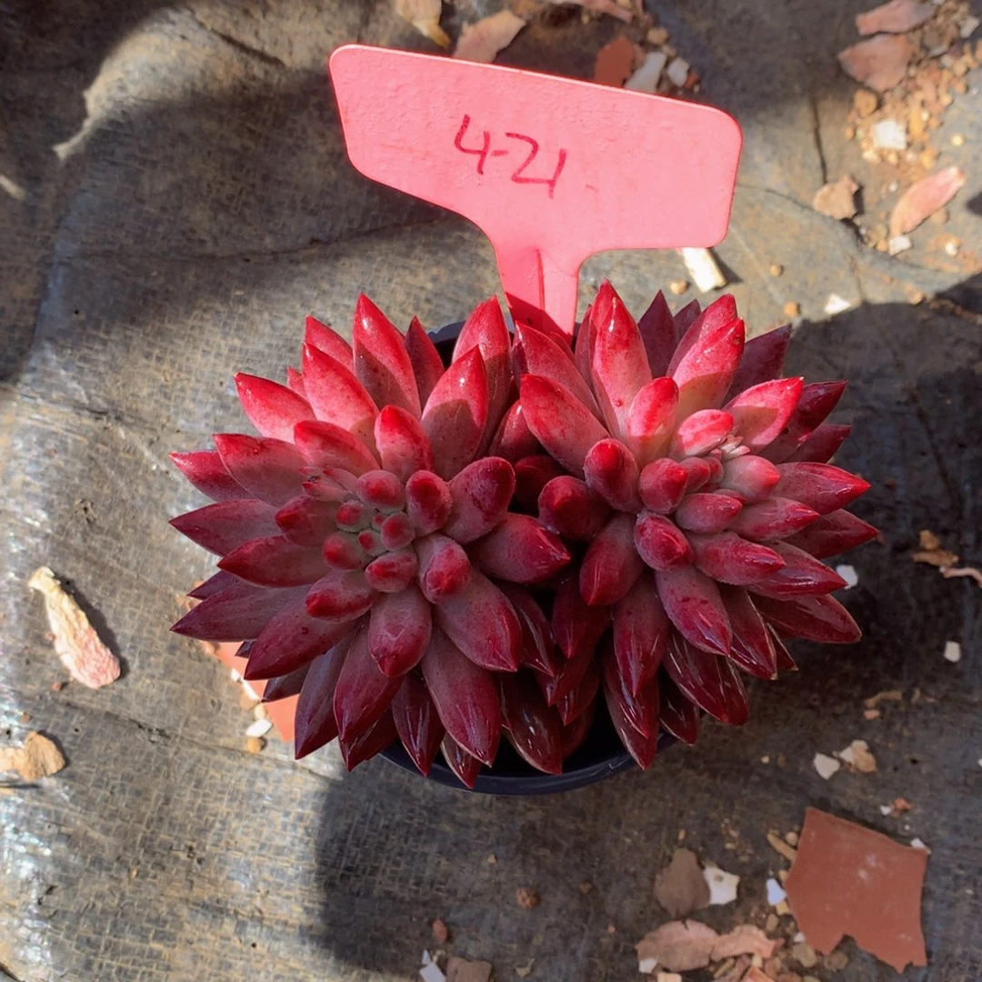 虞美人7272727277272