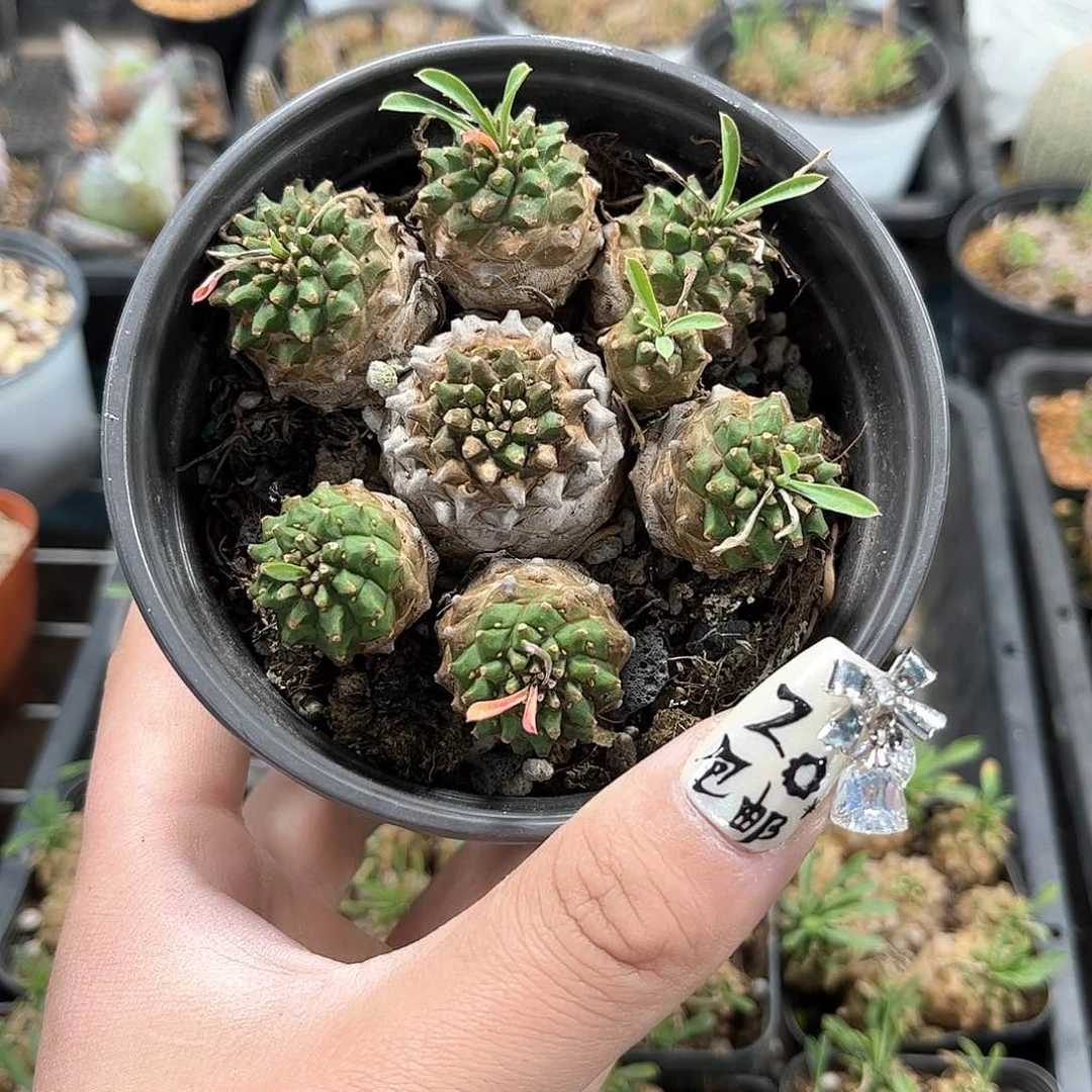 群生峨眉山群生有根