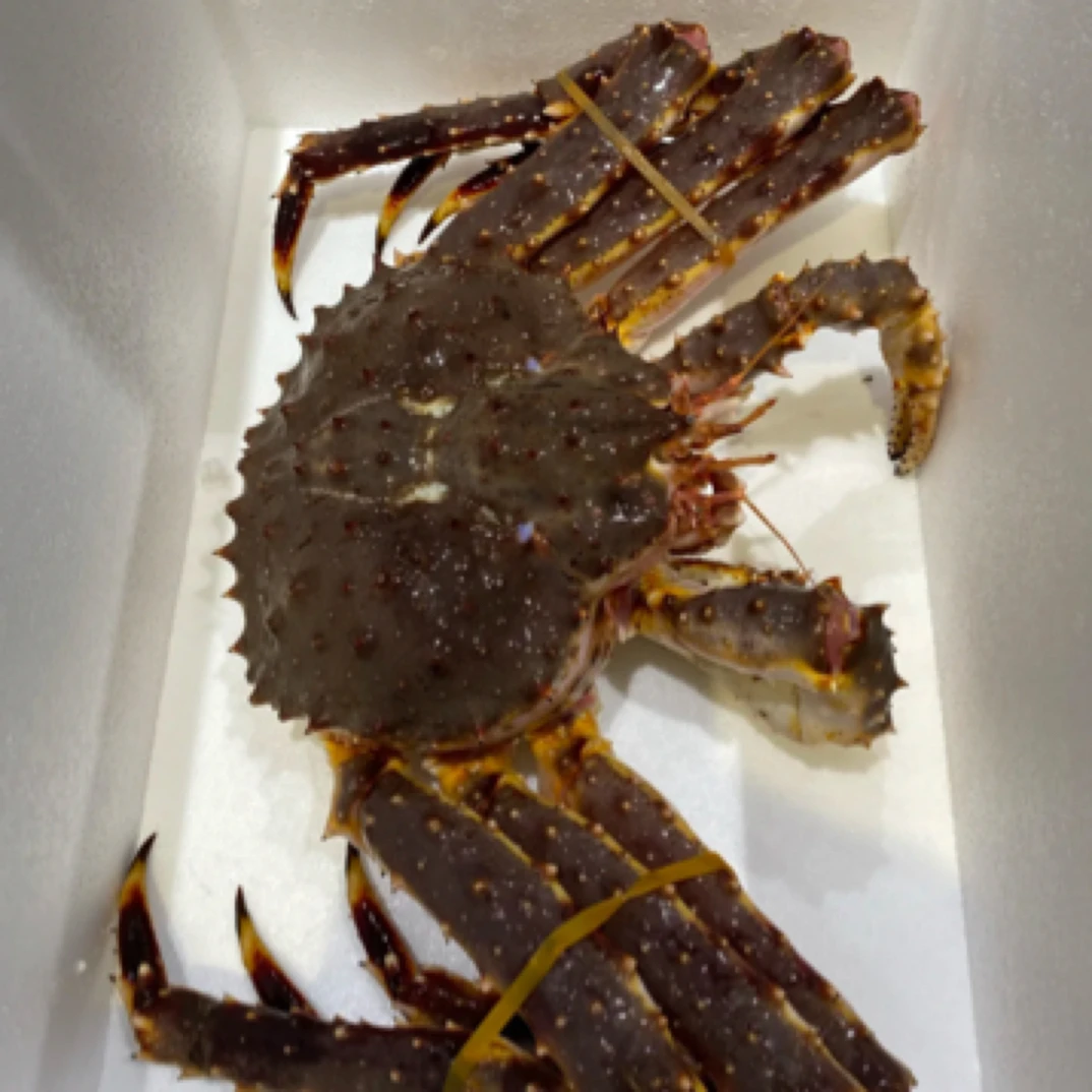 帝王蟹1只 （冰鲜）3斤左右