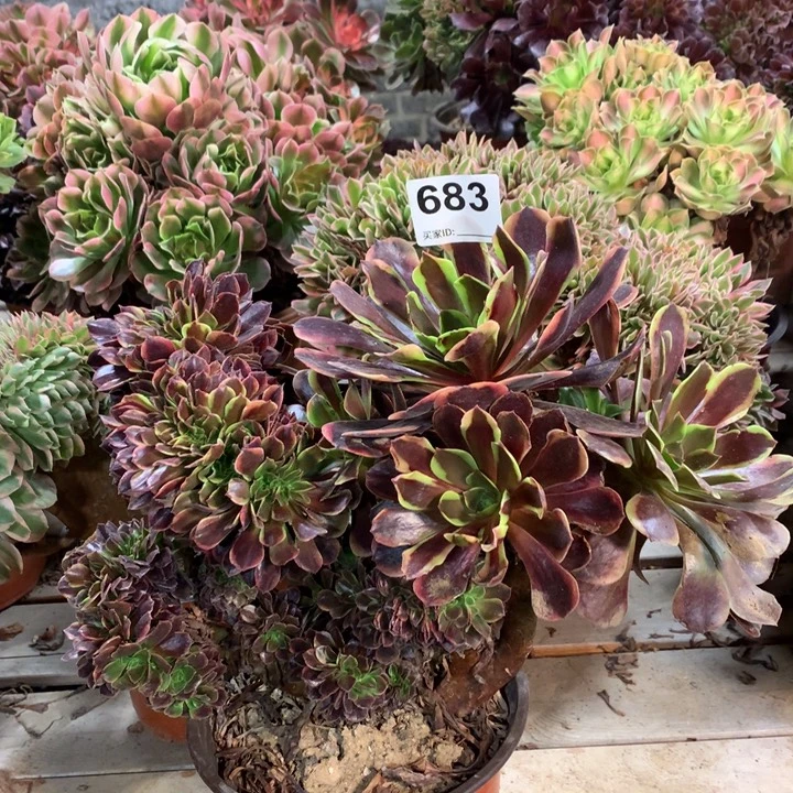 683欧嘉莉多肉法师