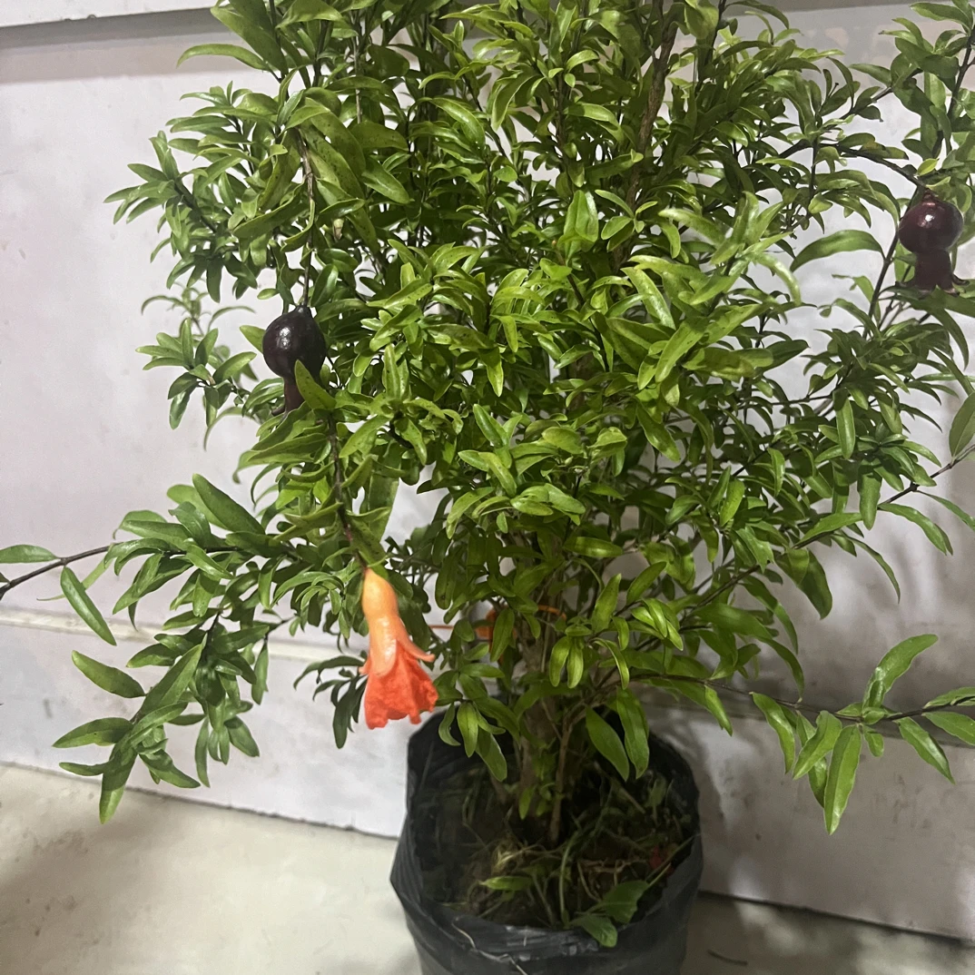 石榴花盆栽带花苞可室内外种植观赏绿植