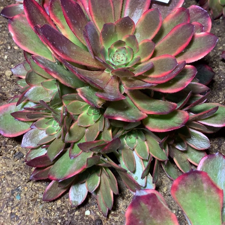 561多肉植物一物一拍