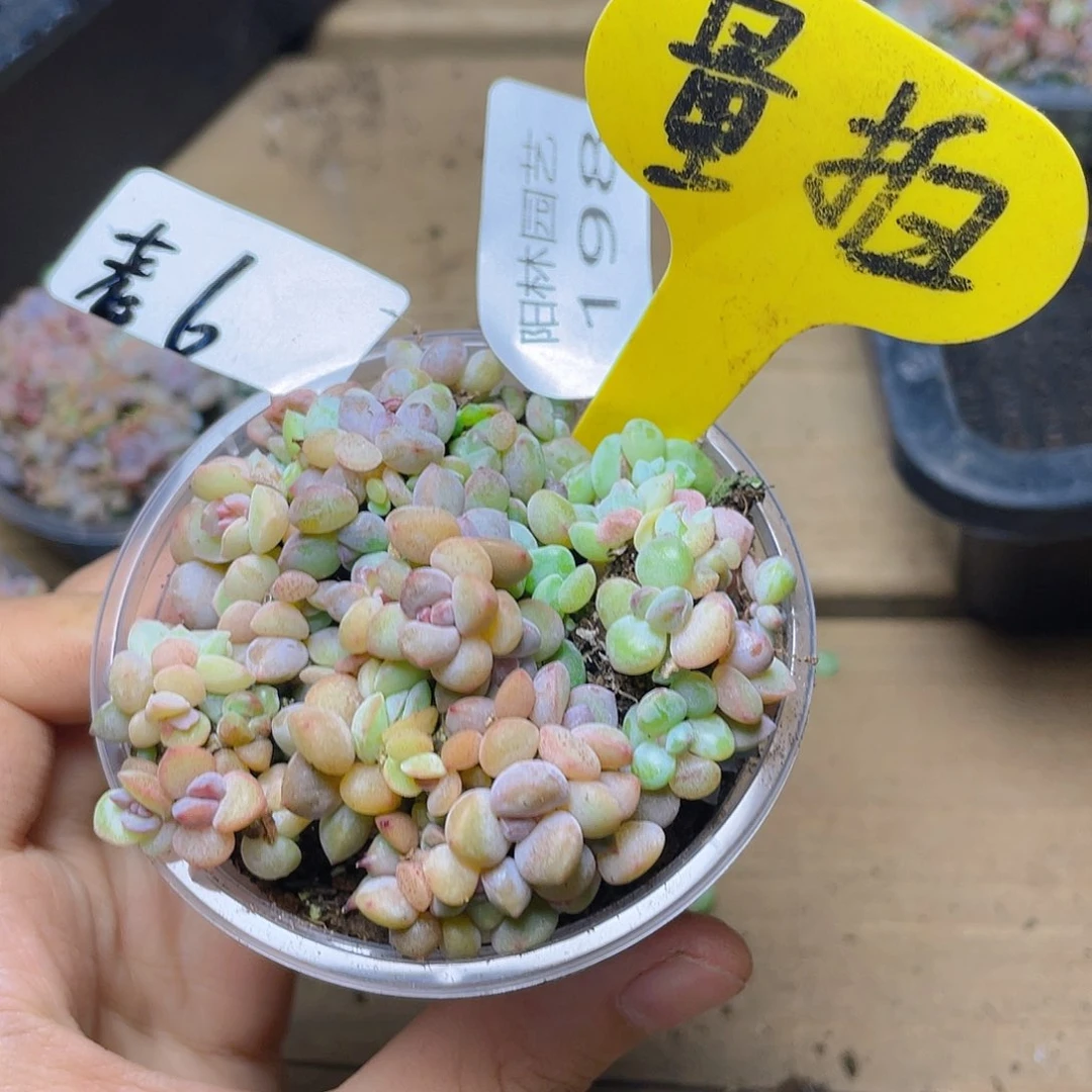 量拍多肉植物多肉植物198