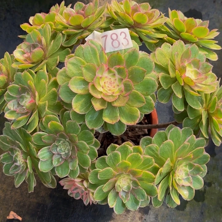 糖****000000000783莲花座