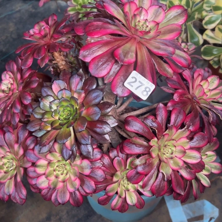 美姬有伤 278多肉法师一物一拍