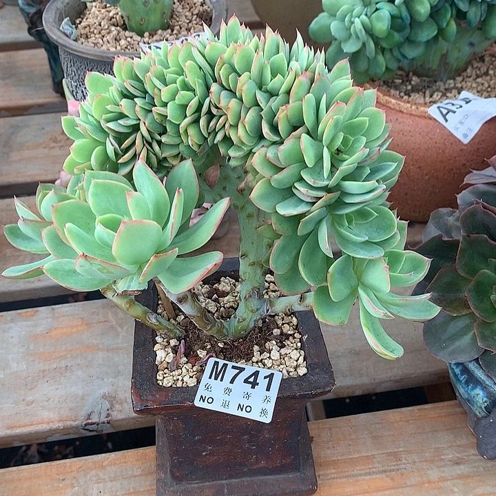 水墨仙子缀化 多肉植物9.22号以后发货