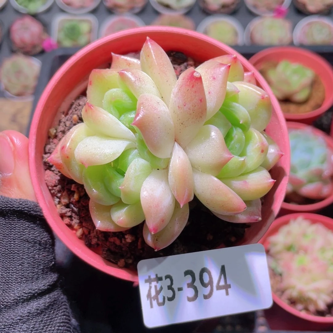 花利美3-394新品