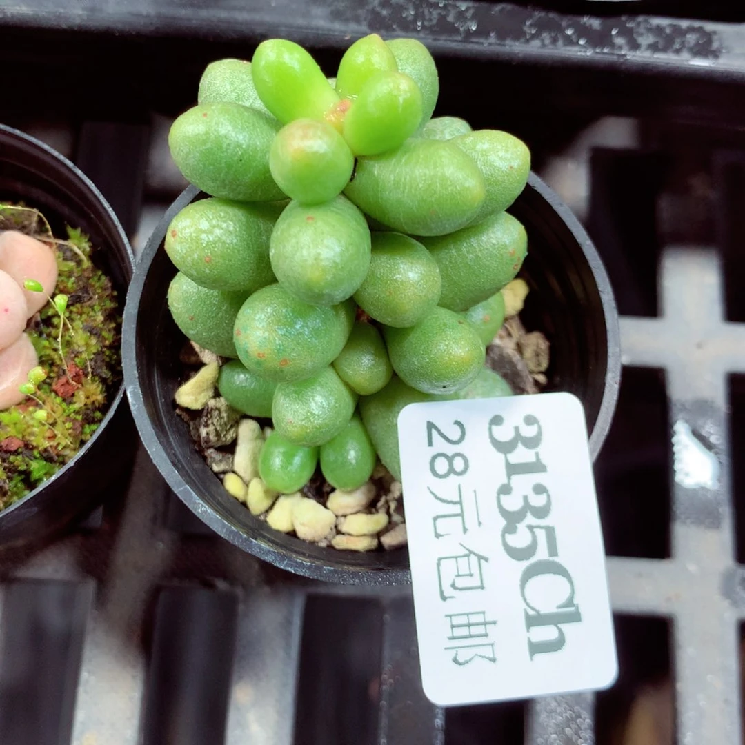 5厘米盆精控多肉3135