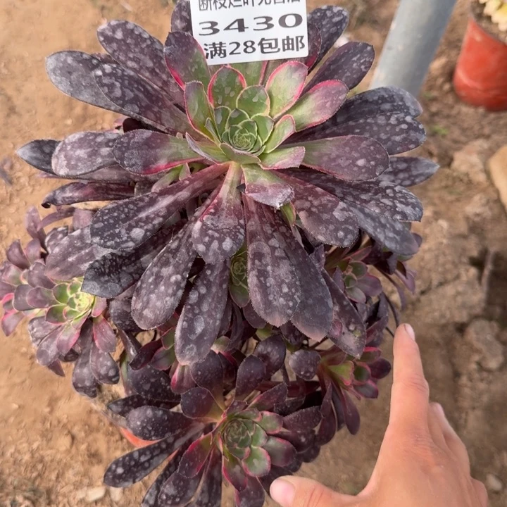 3430二号棚多肉植物D