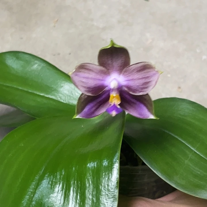 大部分开放少量花苞弥陀反射龙交2963