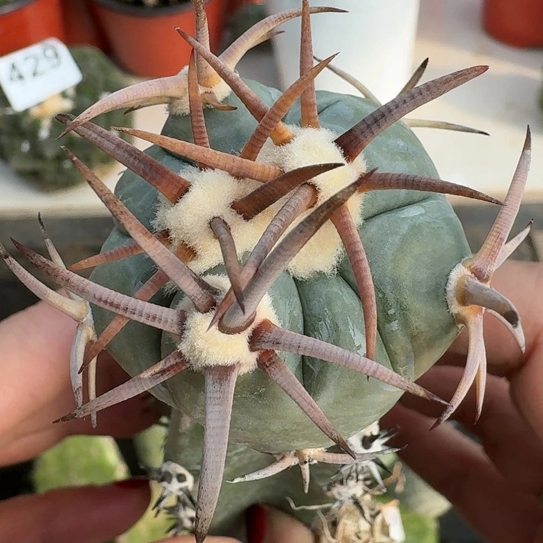 无花朵苗接花样8888