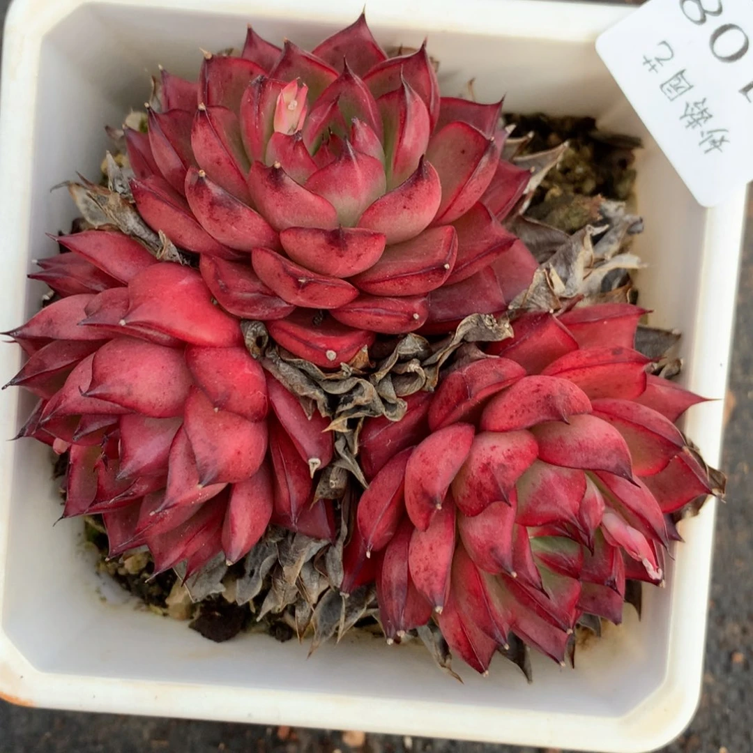 1108杂交精品基地18厘米