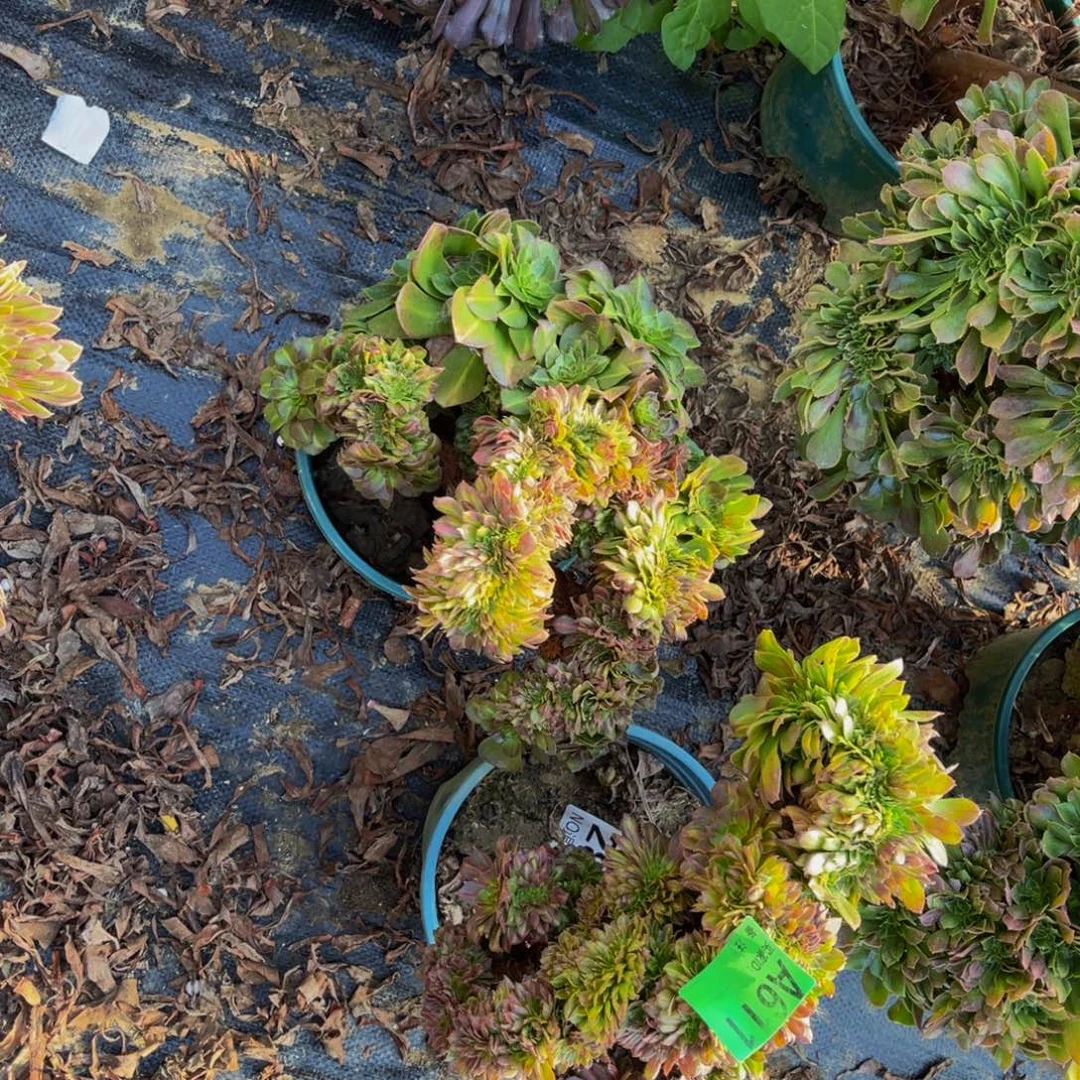 两颗抹茶缀化1-30