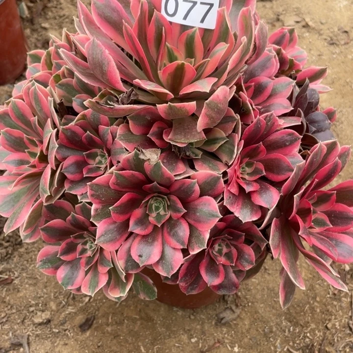 无花朵077多肉植物女妖