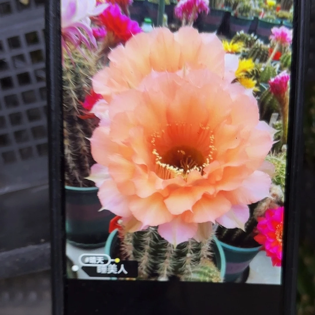 睡美人彩侧牙20包邮仙人球56