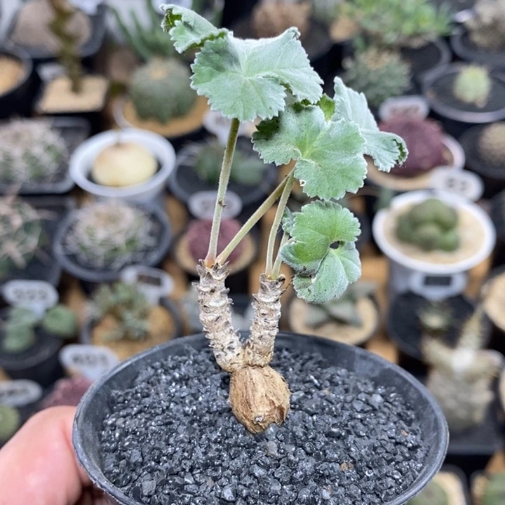 实生枝干洋葵1077号高度3.5cm