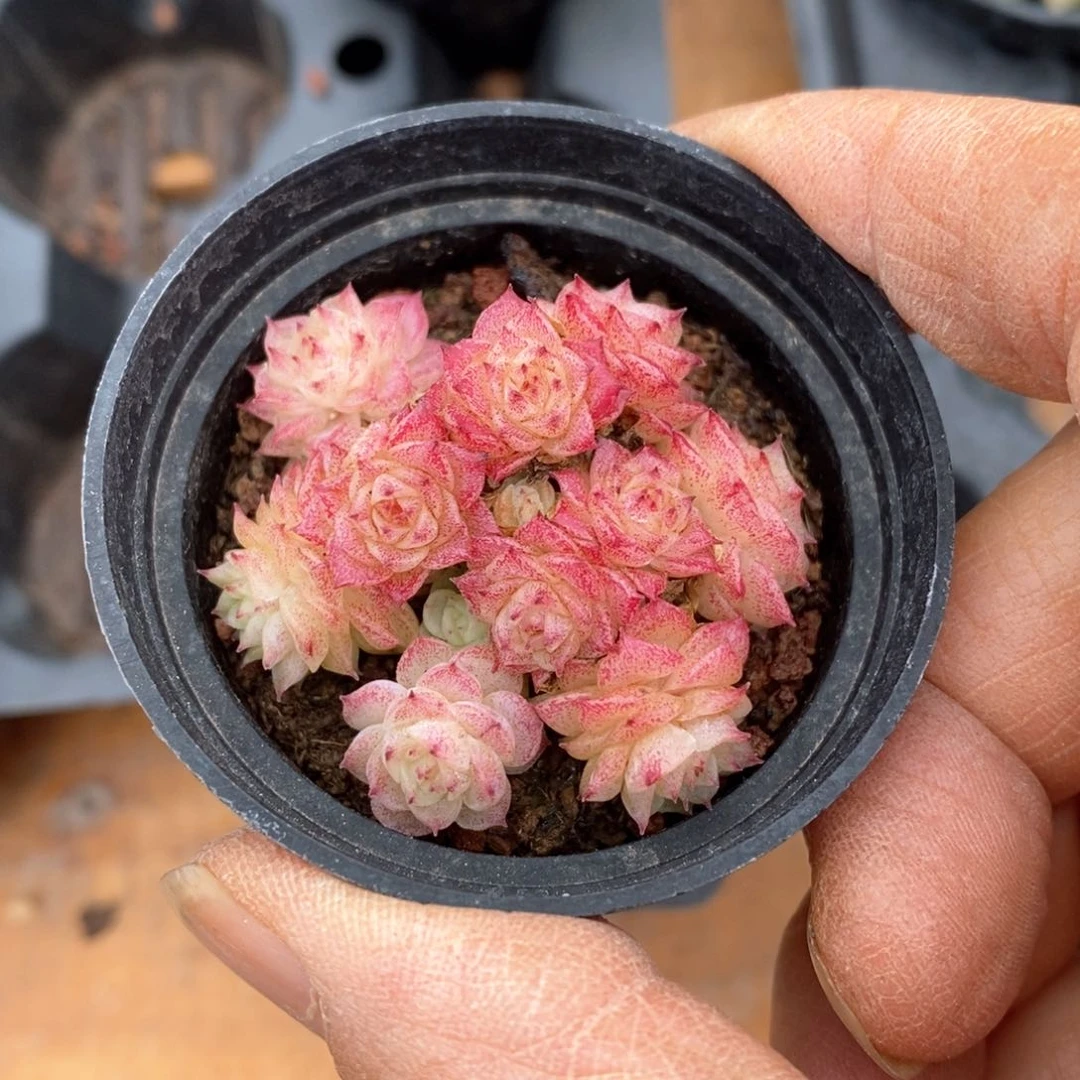 精品多肉一物一拍不包整701