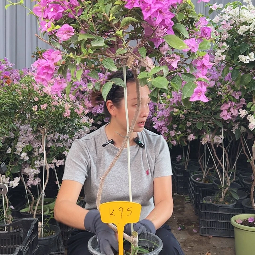 阳***院大部分花苞少量开放K95雪紫