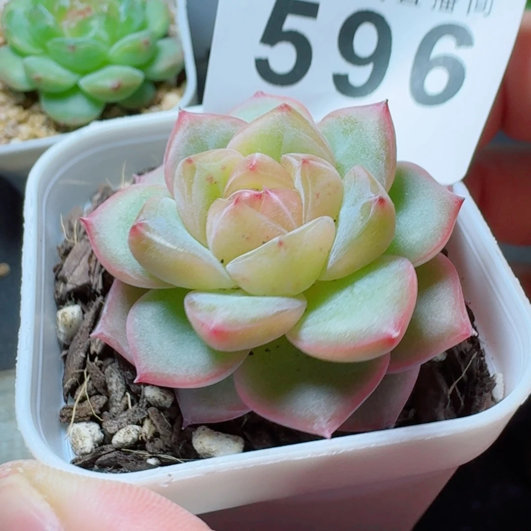 海洋之心            精美多肉植物