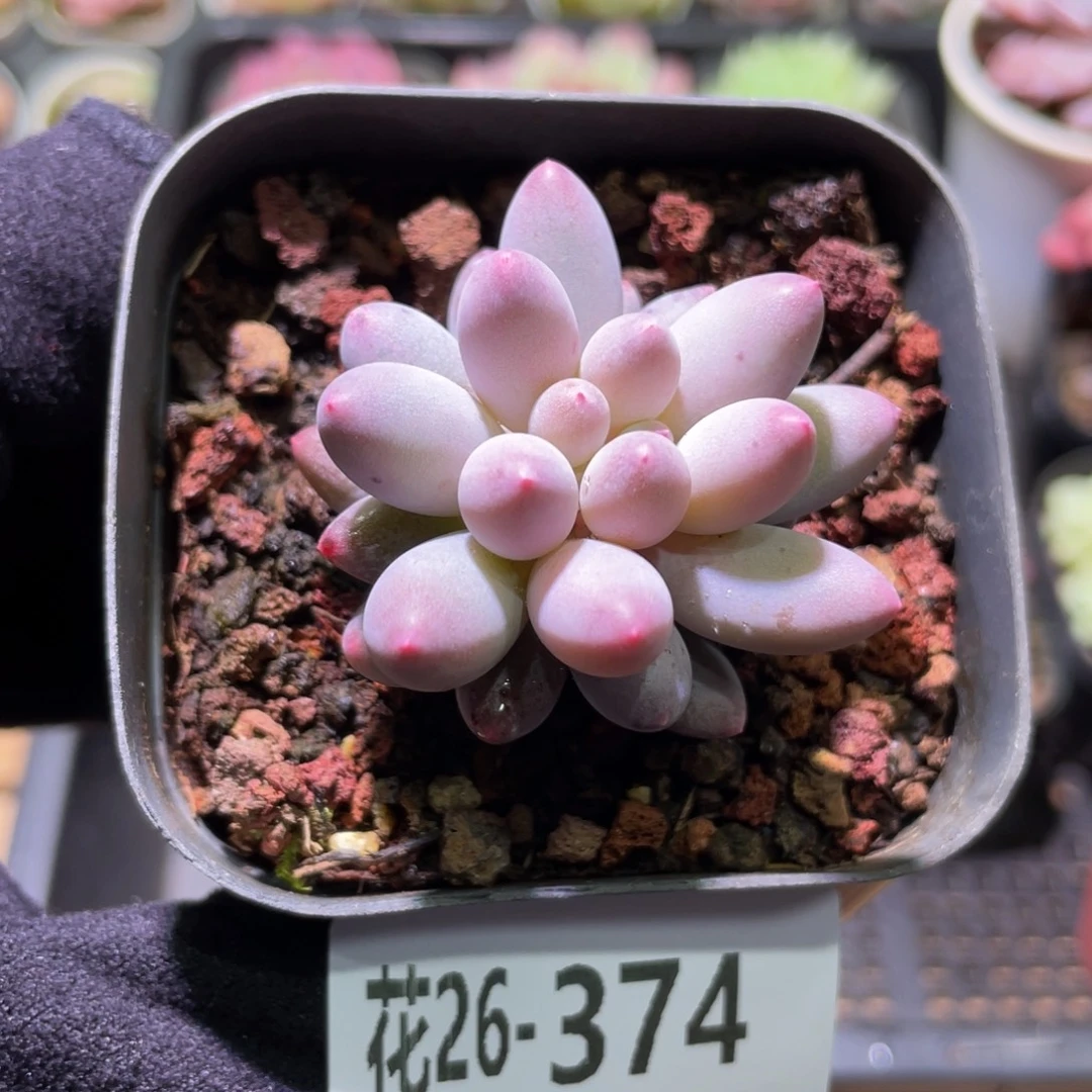 花利美26-374婴儿手指