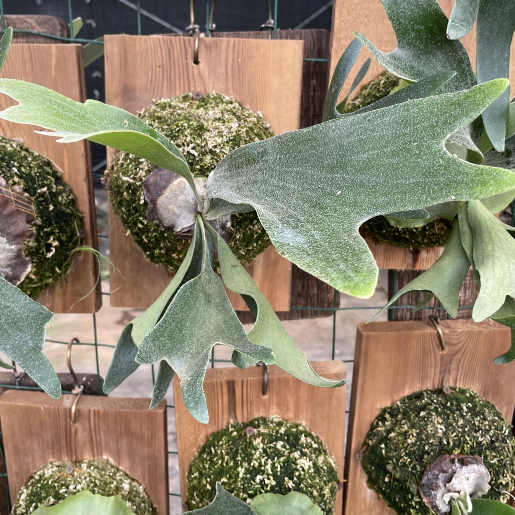 二歧鹿角蕨网红北欧风室内新奇绿植板植可垂挂净化空气