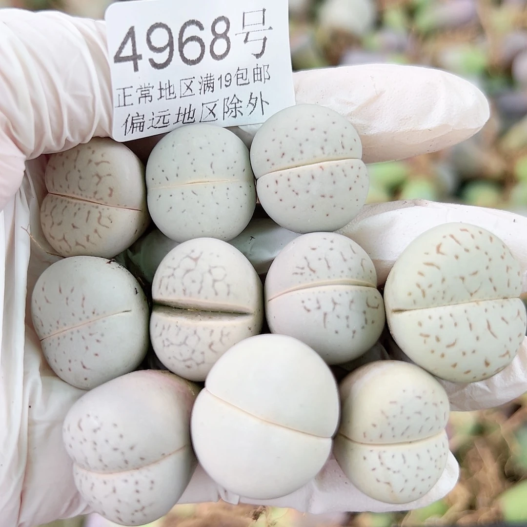 4968 好养易活生石花大母本10个2cm左右