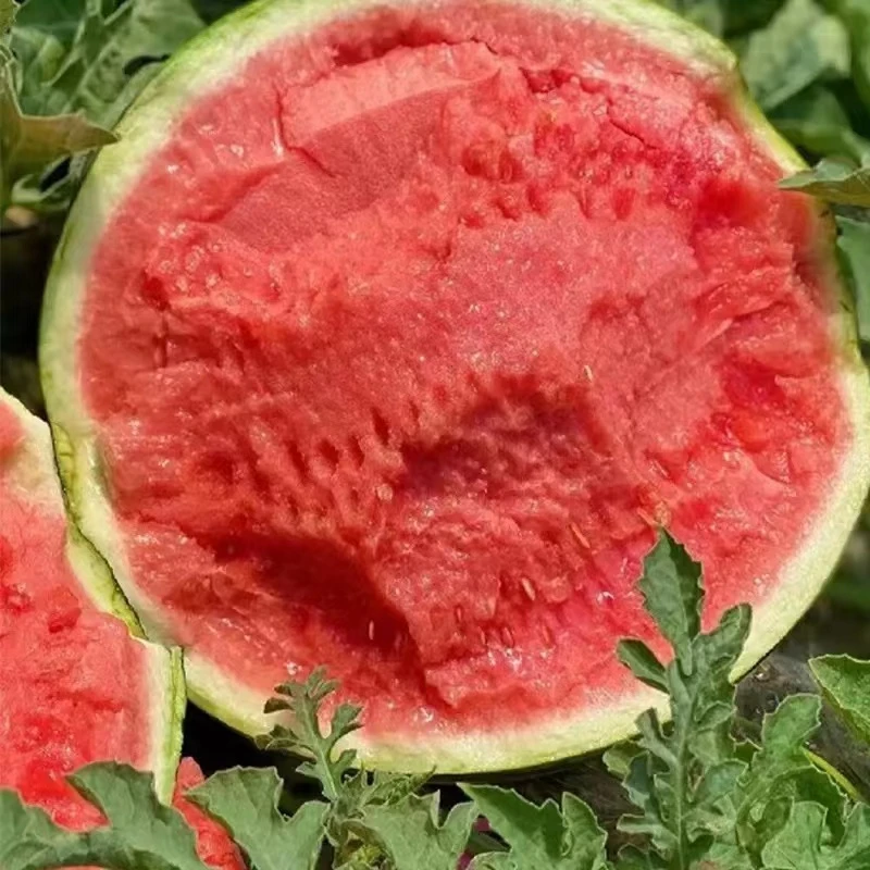 上海今天达或明天达新鲜水果宁夏无籽西瓜高端麒麟西瓜   宁夏回族自治区