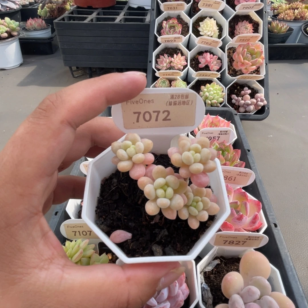 7072鱼子酱4.0厘米