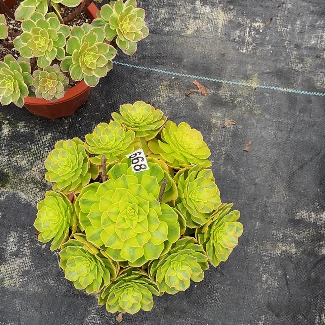 668雨河冠服在30公分左右