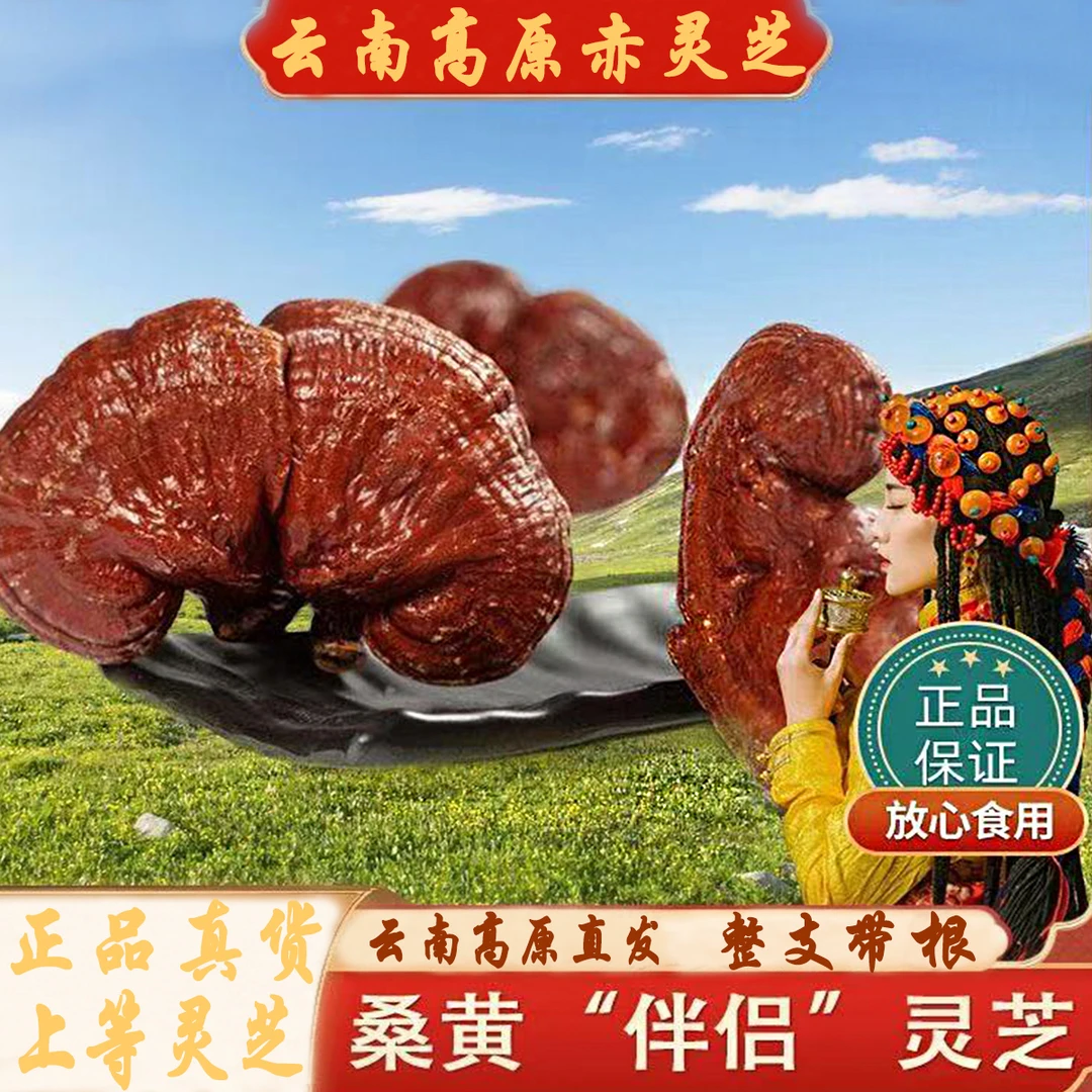 赤灵芝老灵芝滋补品深山采摘云南特产中药材灵芝中草药送老人食材