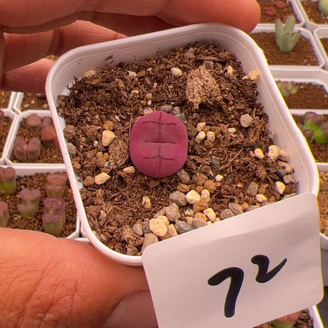6.1毛杂多肉植物72
