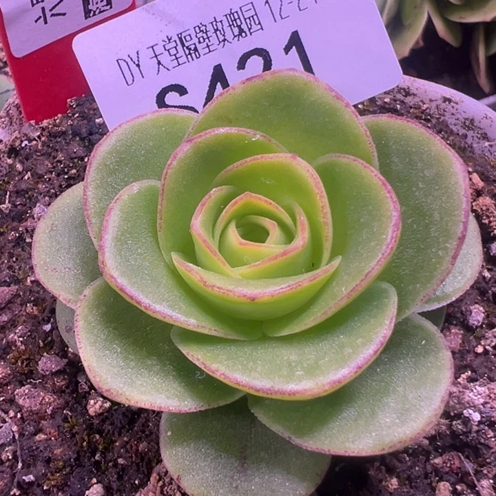 三碗421   鎏绪微梦