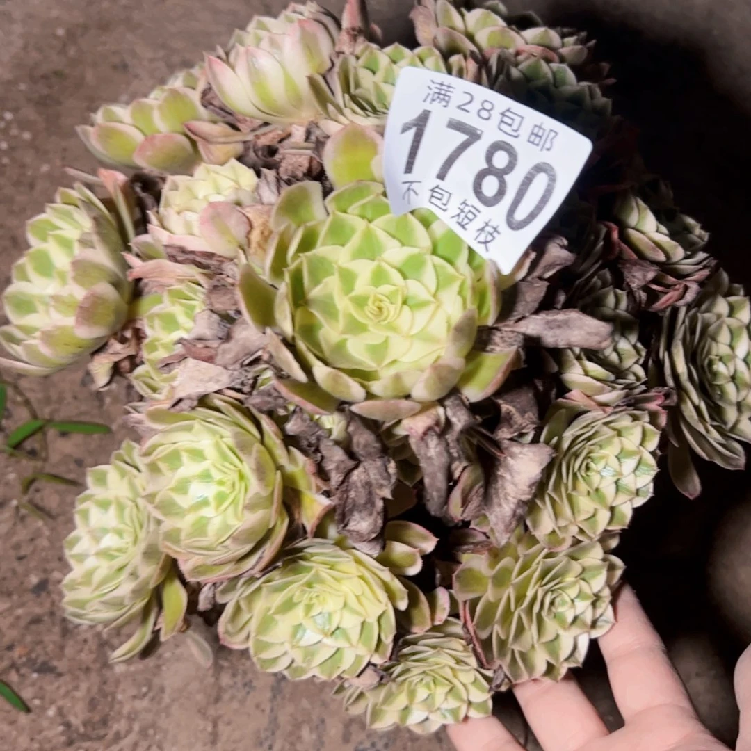 1780瑶光多肉植物法师