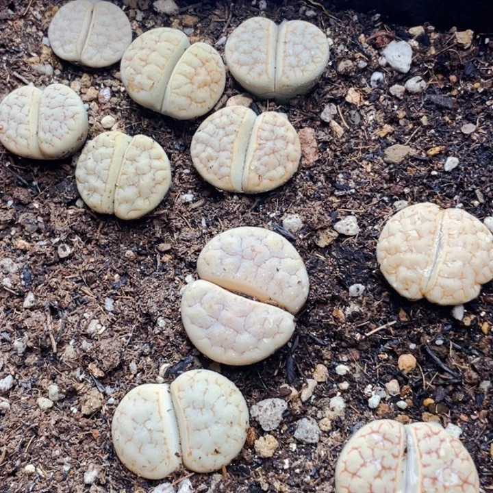 084荒玉母本脱土10颗