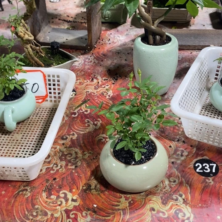 潇***回无花朵一物一拍40