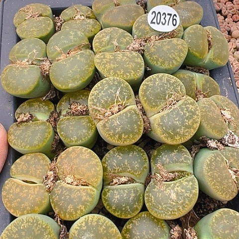 绿紫勋12颗量拍拓土