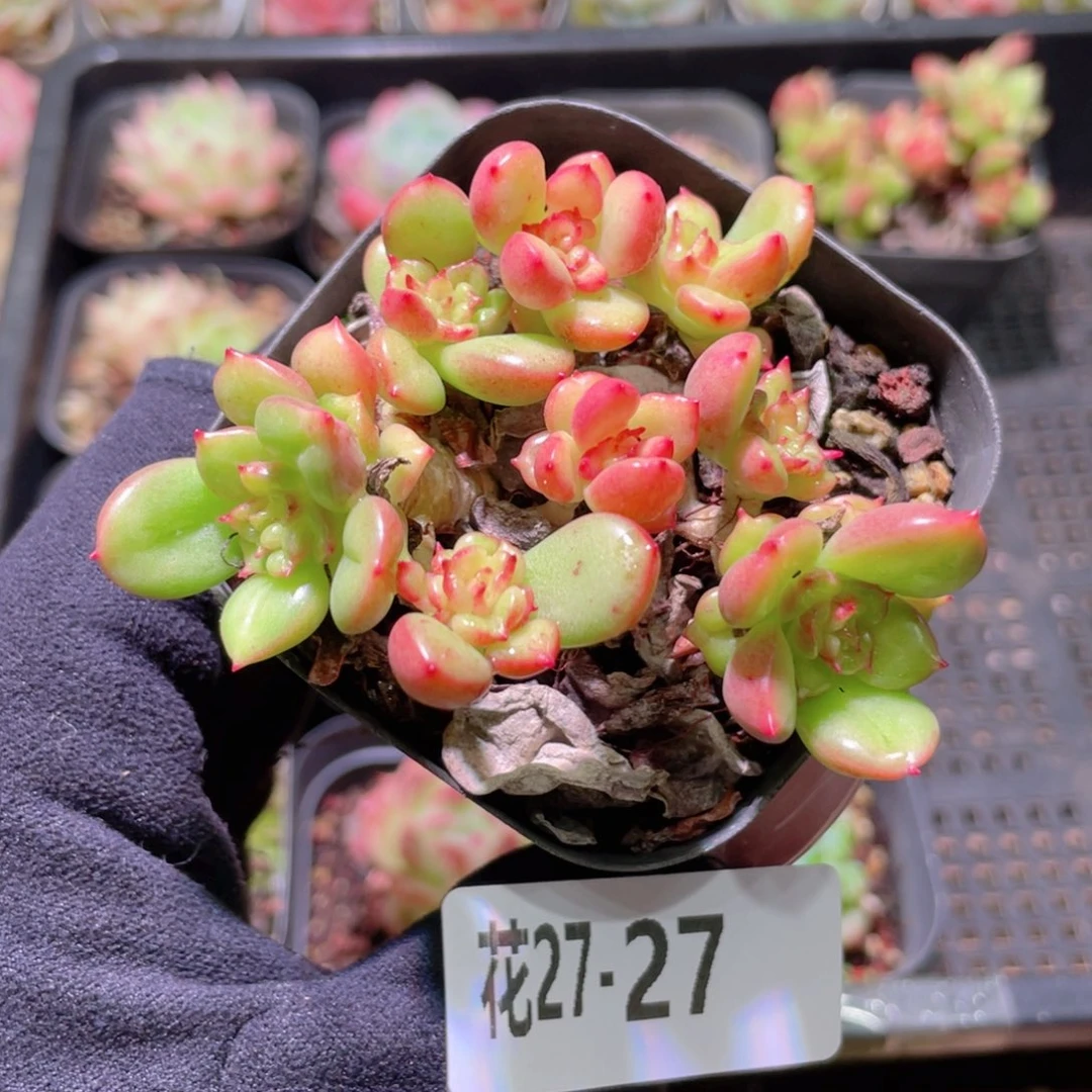 花利美27-27苹果奶