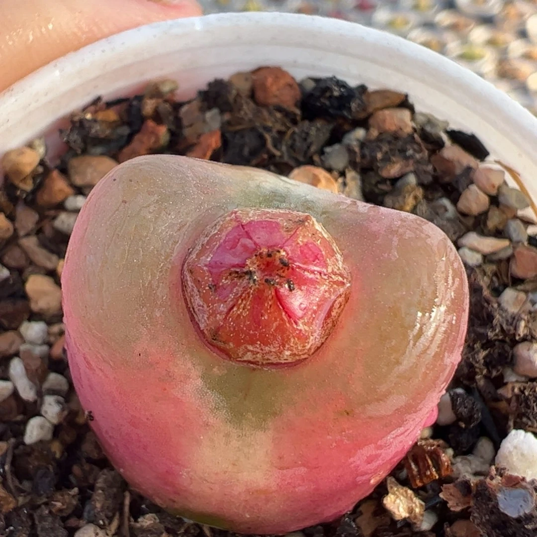 2.3厘米多肉植物百科