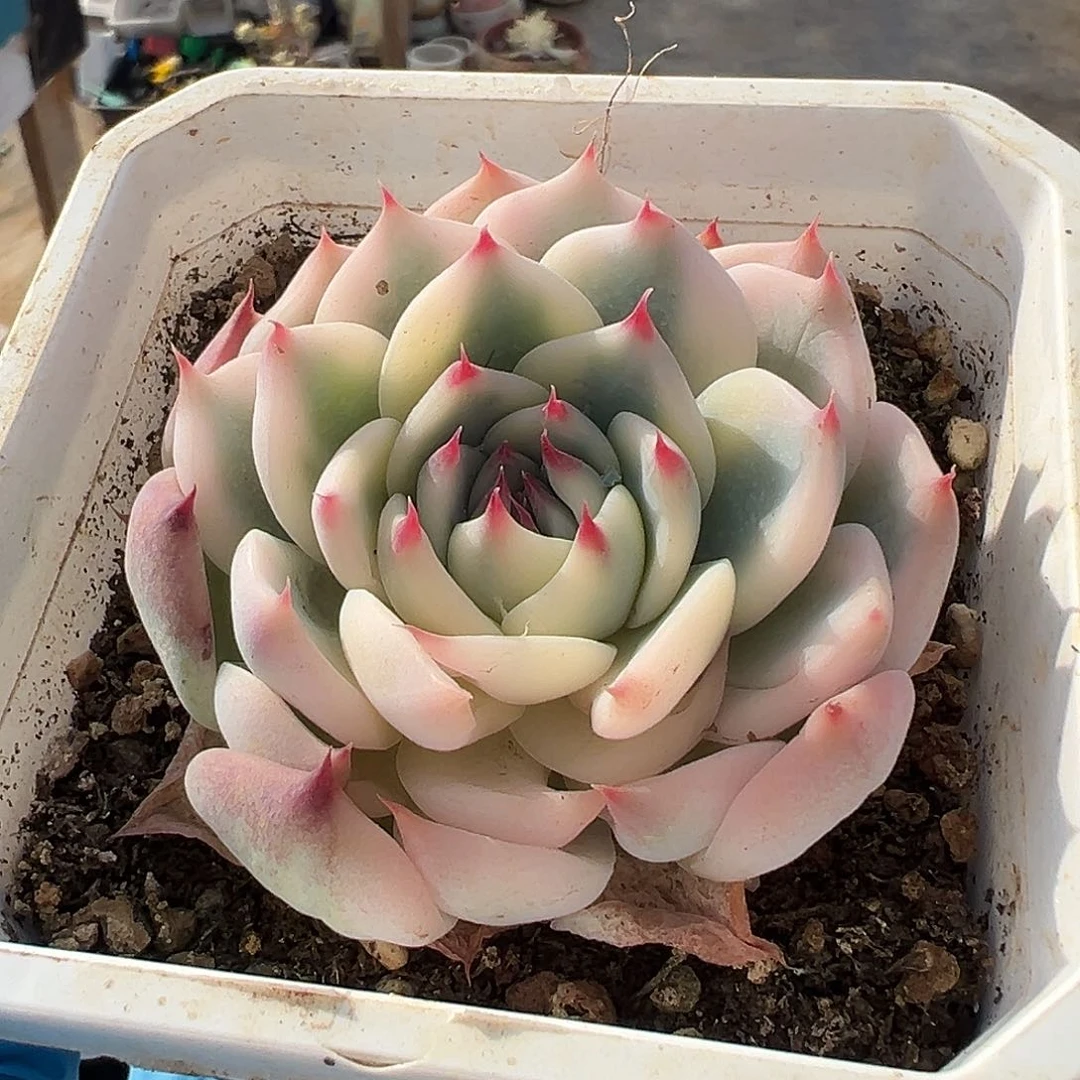 吉娃娃锦，覆轮锦