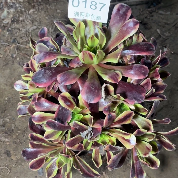 0187欧嘉莉的人多肉的