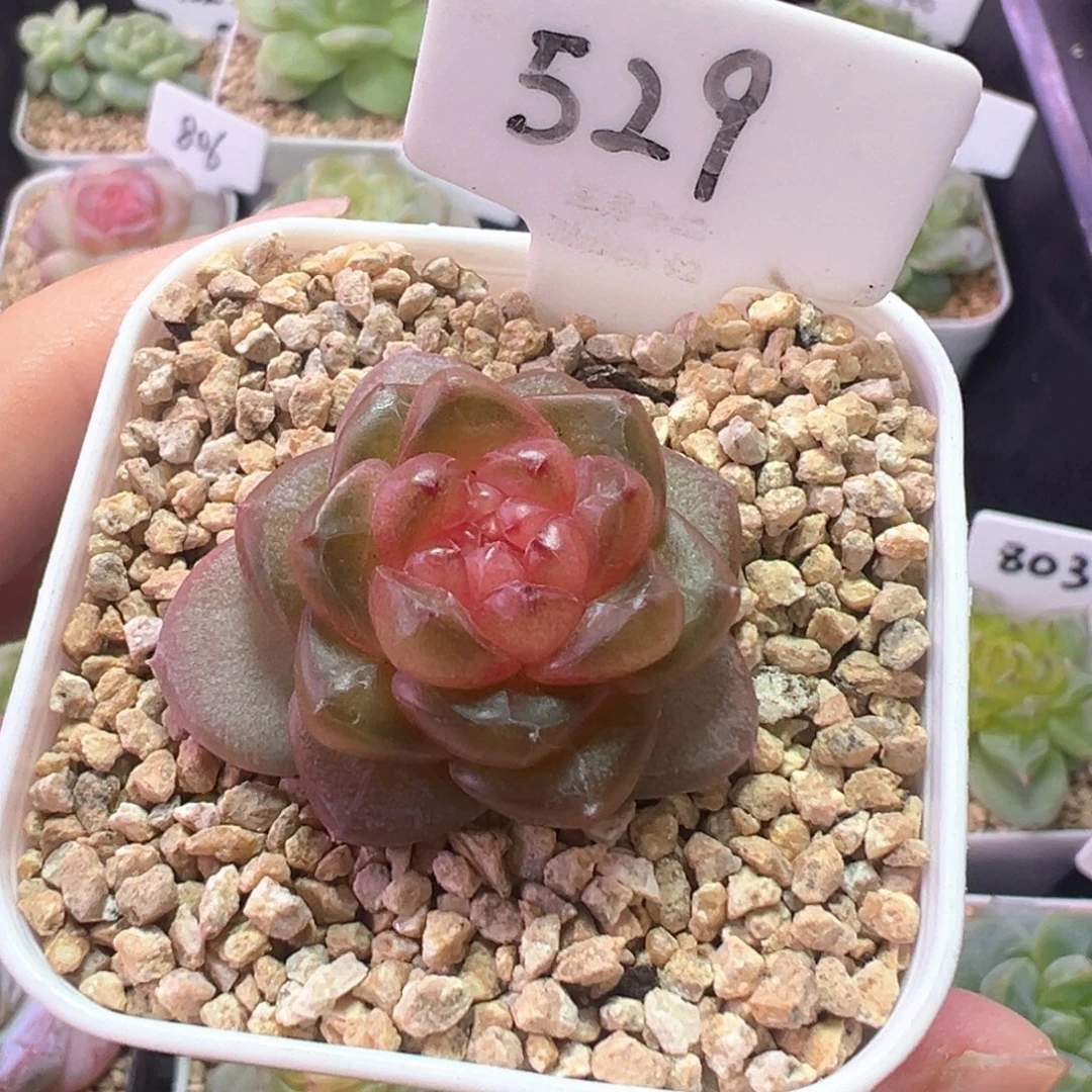 529号青提软糖 晗雨多肉