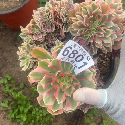 6801粉女巫缀法师法师