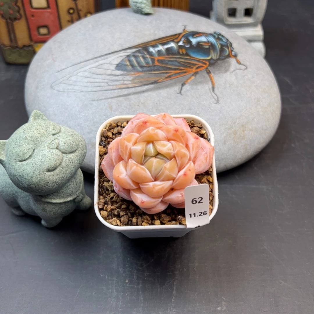 好好看62、哈哈哈哈哈